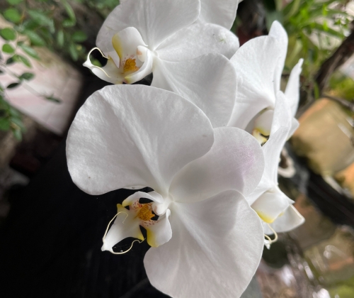 Orchid (2)