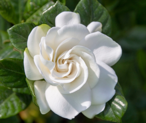 gardenia
